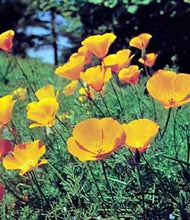Load image into Gallery viewer, 1 oz What Did I Do Now Ache & Pain - California Poppy Tincture - Florida Poppy