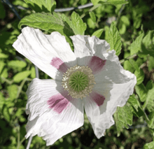 Cargar imagen en el visor de la galería, 2 lbs OG All Natural Wildcrafted Poppy seeds papaver somniferum UW - Old City Spices FP
