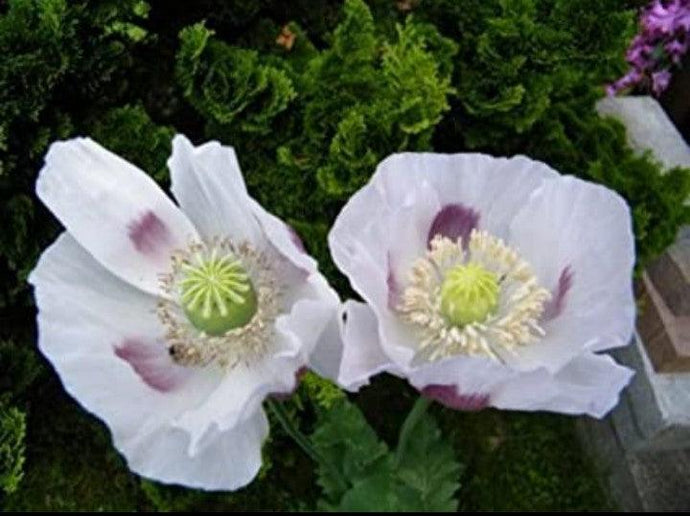 Small Quantity 11 grams Poppy Seeds for garden or cooking papaver somniferum All Natural - Old City Spices FP